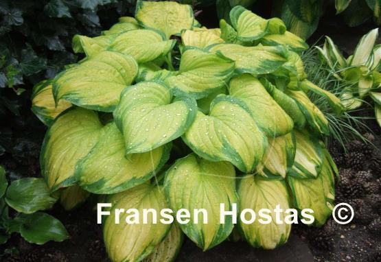 Hosta Stained Glass